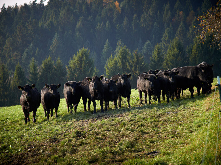 Eine Rinderherde auf einer Wiese in der nähe von Straubing