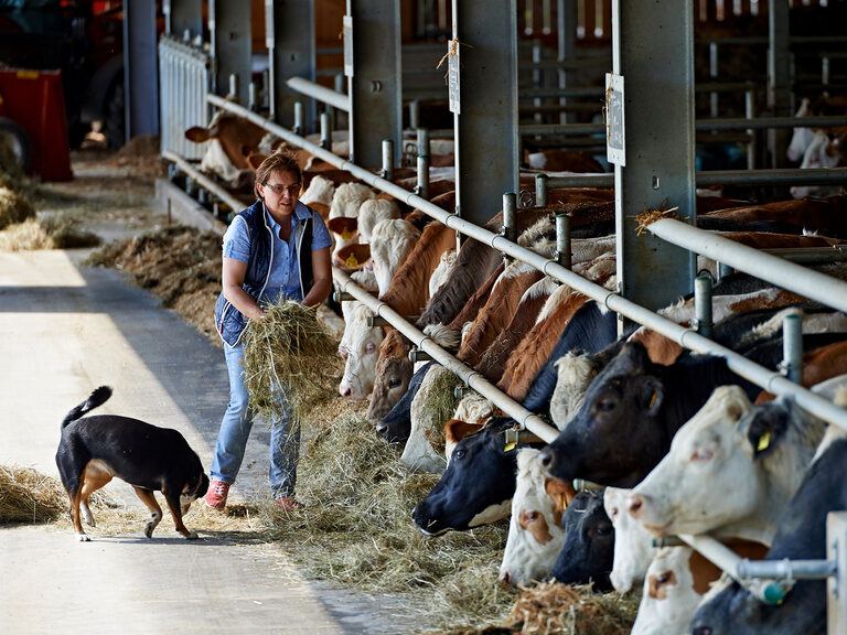 Eine Gruppe von Kühen frisst Heu im Stall des Muggenthaler Hofs.