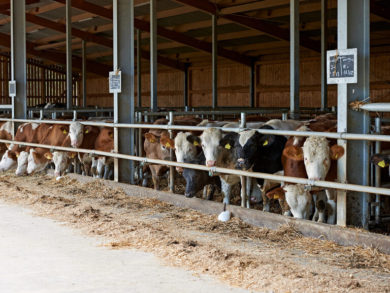 Eine Gruppe von Kühen steht im Stall vom Muggenthaler Hof.