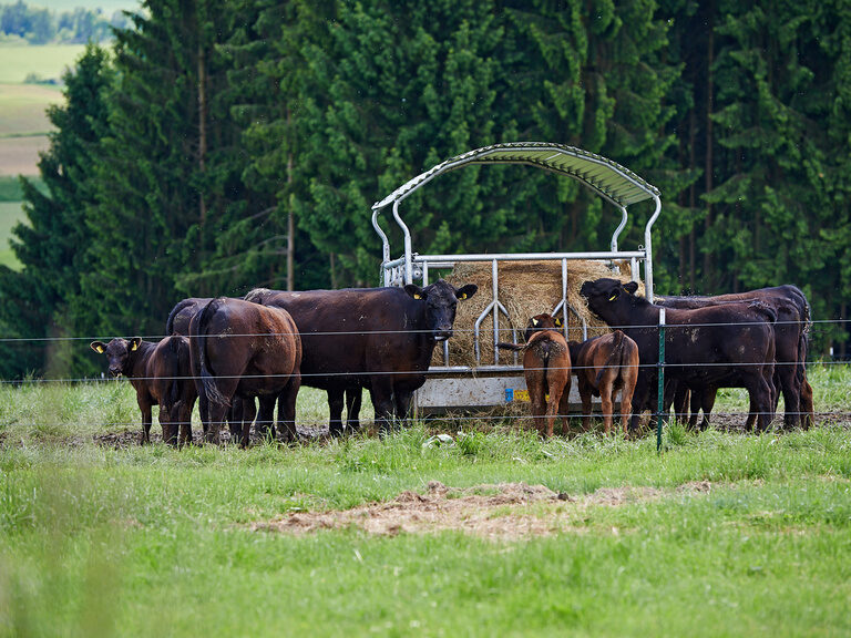 Auf einer Weide des Muggenthalerhofs fressen Rinder an einem Rundballen in einer Futterstelle